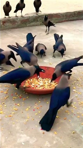 Crows Sounds #crow_tube #edit