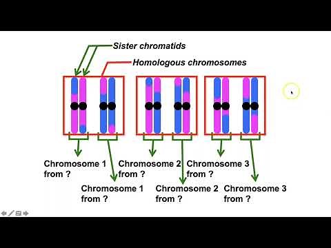 What are haplotype blocks in population and evolutionary genetics?
