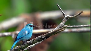 Blue Bird in wildlife perch on a small tree branch looking around for food