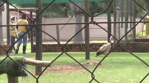 Vultures are among the least loved animals. African conservationists are trying to change that