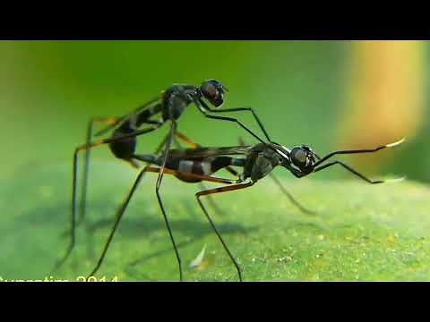 عملية تزاوج النمل سبحان الخالق