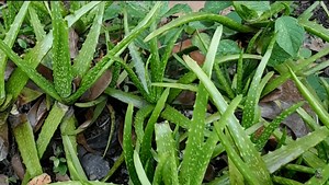 Can you put aloe vera gel in your eyes: Yes and for how long - PE How