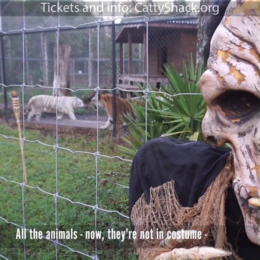 The Haunted Forest at Catty Shack Ranch Wildlife Sanctuary is one of their biggest annual fundraisers. Take the family out to visit and support the mission of providing these beautiful big cats a forever home. | iKnowJAX.com