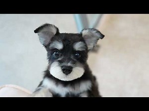 Nervous for His First Grooming… Then Stole Everyone’s Heart🐶✂️