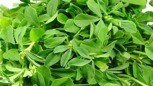Methi Leaves: ఈ ఆకుకూర తింటే ఉక్కులాంటి బోన్స్‌ మీసొంతం..!