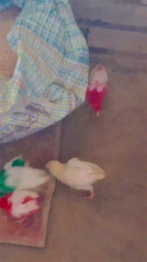 muragu video hii #music #bass #trending #funny #birds #cute #video Subscribe #Kar di