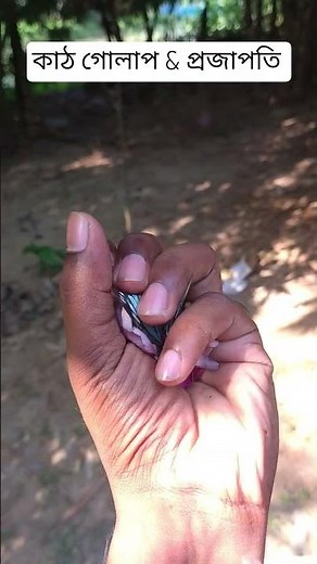 এক মুঠো কাঠ গোলাপ ও প্রজাপতি 🌸🦋 #কাঠগোলাপ #প্রজাপতি #Plumeria #UKGardening #IndoorPlants #Frangipani