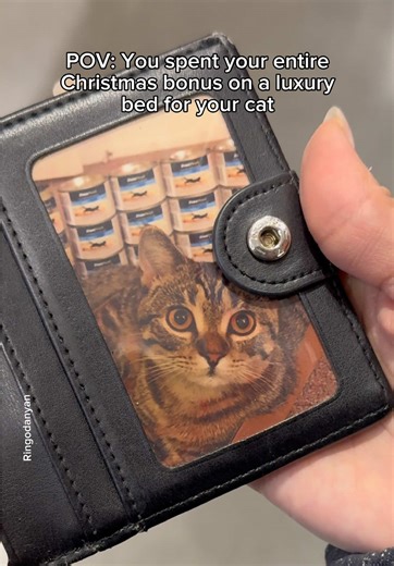 Cute Cats Spending Money: Adorable Moments