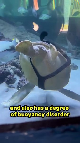 2M views · 10K reactions | It you’re at Gumbo Limbo go and check her out! #turtle #seaturtle | Luke’s Goldies | Facebook