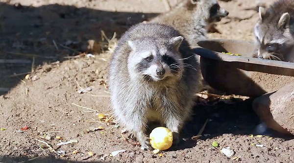 10 Animals That Are Surprisingly Good at Problem-Solving