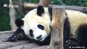 A panda a day, keeps the sorrow away. It’s so awkward when you stare at a friend who suddenly wakes up~ | iPanda