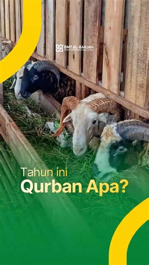 Tahun ini Qurban apa?