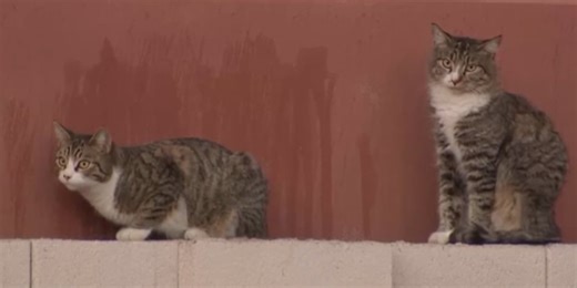 Henderson approves private team to trap, neuter, release stray cats