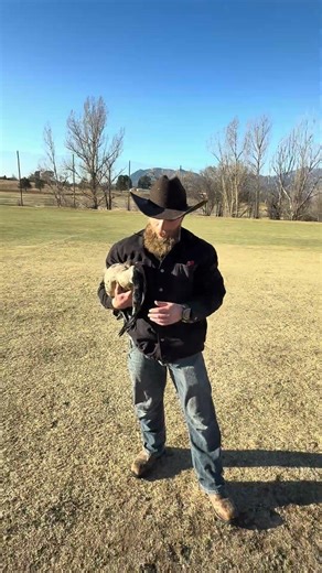 Goose rescue. How would you catch it?