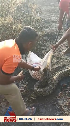 പാലക്കാട്‌ ഒറ്റപ്പാലം കയറമ്പാറയിൽ തീപിടുത്തം ഉണ്ടായെന്ന വിവരമറിഞ്ഞ് പാഞ്ഞെത്തിയ ഫയർഫോഴ്സ് ജീവനക്കാർ തീ കെടുത്തുന്നതിനിടെ കണ്ട ഭീമൻ മലമ്പാമ്പിനെ പിടികൂടി #Palakkad #Python #Snake | Asianet News