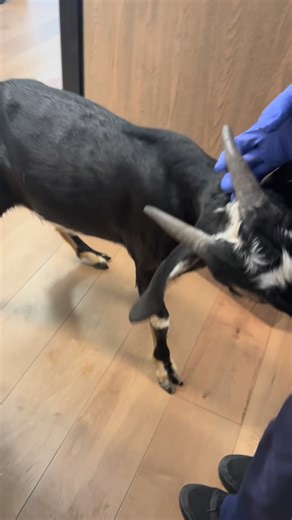 🐐✨ Vincent Van Goat’s Spa Day! ✨🐐 Our sweet boy came in for his neuter today — calm, handsome, and ready for his goat-level glow-up! 💅❤️ We love seeing our animal friends get the care they need to live happy, healthy lives. 🩺💚 #ThePAWMission #VincentVanGoat #SpaDay #GoatNeuter #AnimalCare #HealthyPets #CommunityVet ⸻ 🐐✨ ¡Día de spa para Vincent Van Goat! ✨🐐 ¡Nuestro dulce chico vino hoy para su castración — tranquilo, guapo y listo para su día de lujo caprino! 💅❤️ Nos encanta ver a nuest