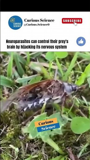 Neuroparasites: The Parasites That Control the Brain 🧠🪱