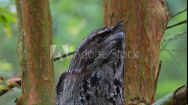 Tawny frogmouth, podargidae, perched on tree branch, resting and sleeping during the day, camouflaged among the tree bark and woodland forest environment to avoid detection, close up shot.