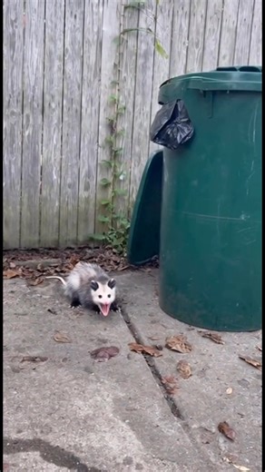 Possum gets scared | Mark Jay
