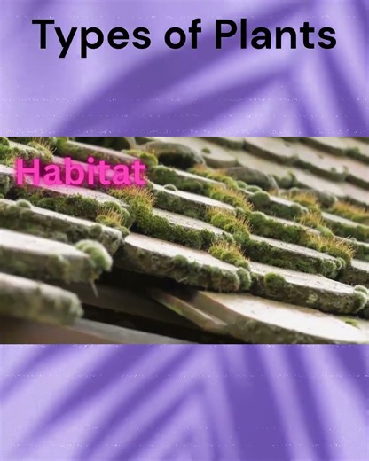 Types of Plants (Mosses) #science #biology #typesofplants #facts