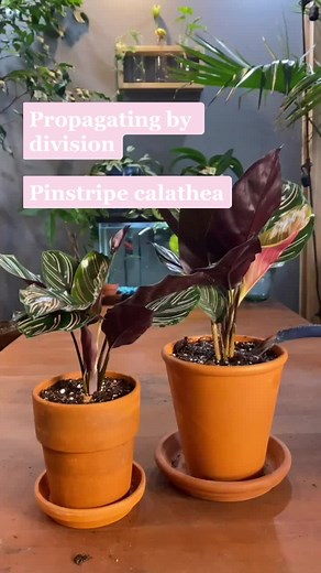 How to Propagate Pinstripe Calathea: Step-by-Step Guide