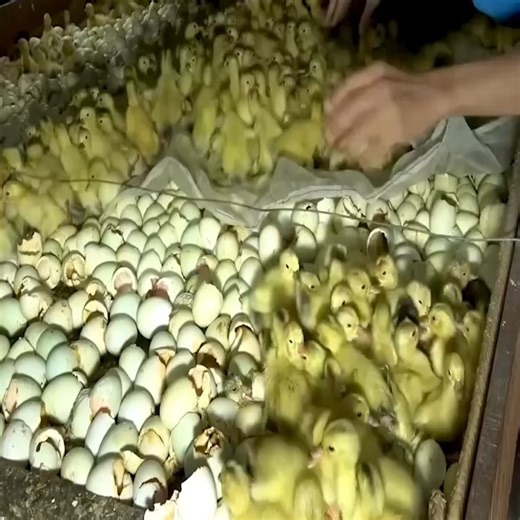 998K views · 4K reactions | Raising Ducks From Small to Egg Laying, Life Cycle | Sticky DreadlocKs Baguio City | Facebook