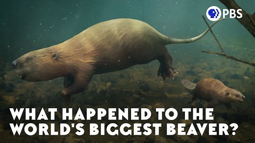 What Happened to the World's Biggest Beaver? It’s important to us that you understand how big this beaver was. Just like modern beavers, it was semiaquatic -- it lived both on the land and in the water. The difference is that today’s beavers do a pretty special thing - one that the giant beaver probably didn’t, or couldn’t, do. Watch more videos like this at youtube.com/eons | Eons • PBS