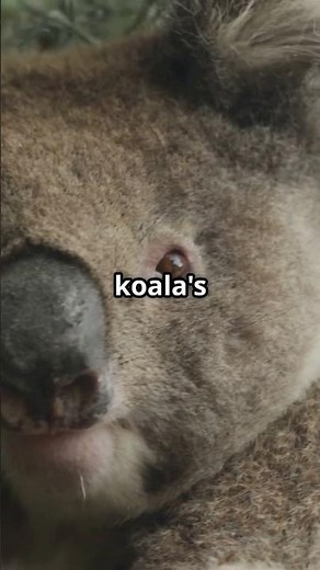 Koala from birth, pouch to old age!