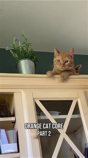 Understanding Orange Cat Behavior: Fun and Insights
