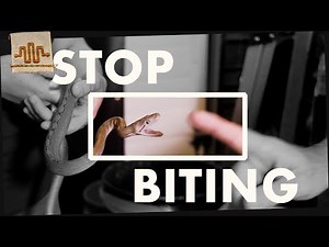 Taming an AGGRESSIVE Baby Snake