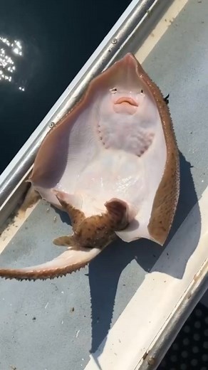 Don’t harass the guy in the video, I only made this for educational p... | Casual Geographic