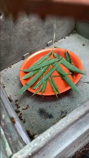 Queen Bee Fighting for Life! Workers Attack 🐝💥