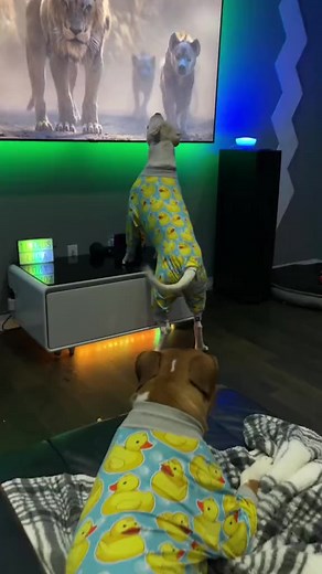 8.3M views · 82K reactions | Ducky pyjamas party with my hubby 殺 #pyjamasnight #doglover #dogs #pitbull #lunathepittie #heymynamesluna | Luna The Pittie | Facebook