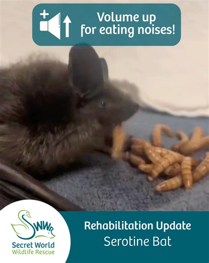 The feisty Serotine bat we recently admitted has officially been named Babs by the team – and she’s doing really well! 🦇 She’s learnt to feed herself and is growing stronger every day. Check out the video for some adorable eating noises! Next up for Babs is some flight testing and building up her weight. If she does well in these two areas, we hope it won’t be too long before she’s ready for release. 💚 You can help more wildlife rescue stories like Babs’ happen: share her journey, donate, or l