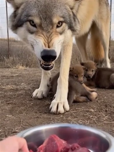 Discover the Adorable Wolf Family in Their Natural Habitat