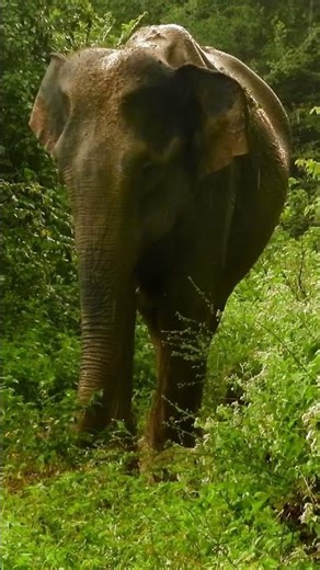 Adorable Baby Elephant Mud Bath While Mom Watches | Udawalawe, Sri Lanka