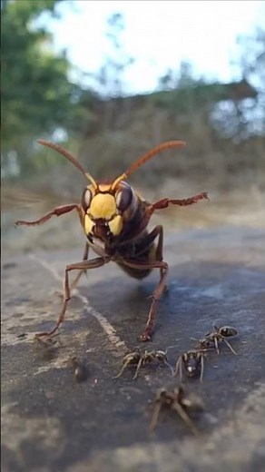 Amazing Hornet VS Ants Footage