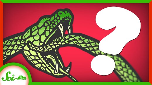 What happens when a venomous snake bites itself?