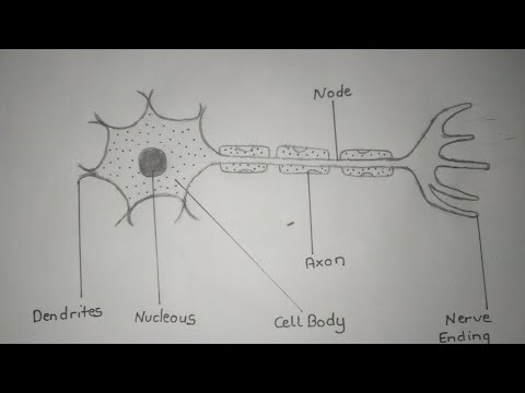 How to draw structure of neuron | Science Diagram |