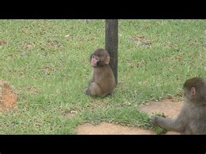 Japanese baby monkey that is growing well even though it is 2 months old