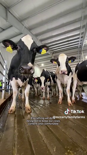 Maintaining Comfort for Cows: Inside Look at Our Barns