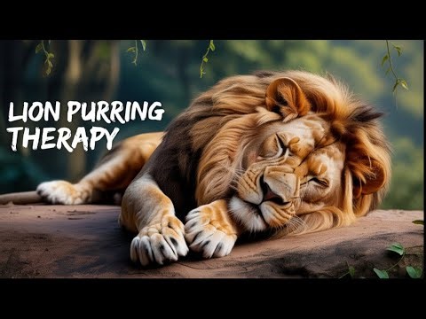 LION Purring in the Savannah | 10 Hours of Powerful ASMR for Sleep & Relaxation