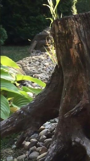 Relax 10. #relaxation #nature #pond #birdsounds #garden