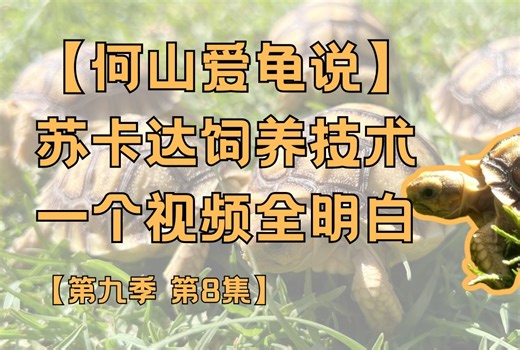 【何山爱龟说】第九季第8集：苏卡达陆龟饲养技术｜保姆级教程｜一个视频全明白｜