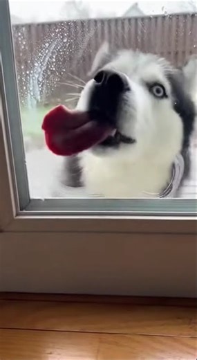 The new window cleaner is working hard today! 🪟 #funnyanimals #funnydog