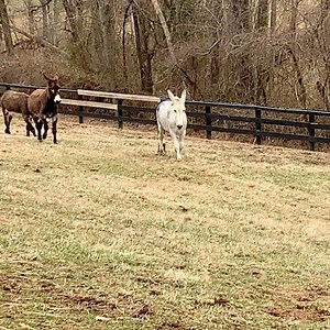 9.5M views · 8.6K reactions | Old man Clyde still has the energy to outrun the younger mammoth boys!  #donkeysofinstagram #donkey #rescue #run #freedom #seniorbutnotslow #awe #fun #cantkeepup #longears #feelinfresh | Little Longears Miniature Donkey Rescue | Facebook