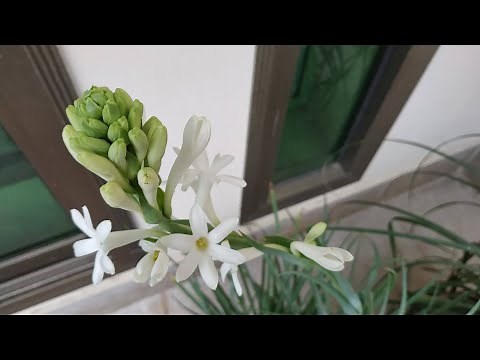 How to Grow Tuberose from Bulb with Start to End Updates | Polianthes Tuberosa