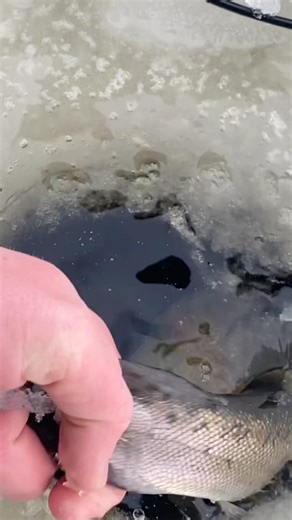 Nice rainbow trout double header #icefishing #fish #trout #fyp #viral #winter #outdoors
