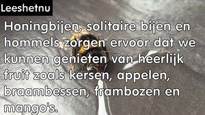 2.4M views · 48K shares | Zie je een uitgeputte bij of hommel op de grond? Geef dan suikerwater!! Deel deze belangrijke tip verder!! Volg ook Lees het nu even !! | Omroep NL | Facebook