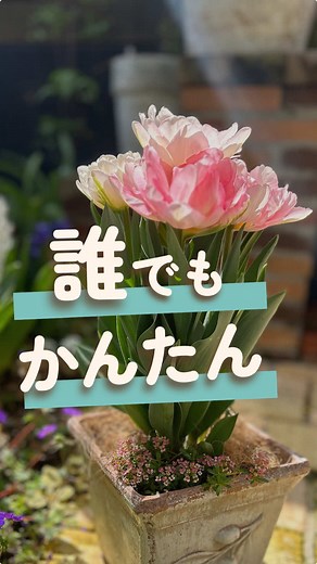 花好きさんへ🫶誰でも簡単にできる✨チューリップの花束植え🌷 春にはとびきり可愛いく咲くよ♪ BGMはこちら🎧 👉@Mellow Garden | Music #チューリップ #花束植え #花好き #花 #beautifulflower #花のある暮らし #ガーデニング#gardeningtiktok #flypシ#healing